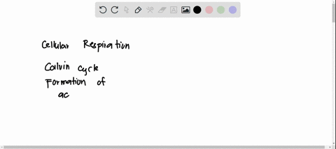 which-of-the-following-is-found-in-both-cellular-respiration-and-in-the-light-reactions-of-photosynthesis-the-electron-transport-chain-the-calvin-cycle-formation-of-acetyl-coa-the-krebs-cycl-95315