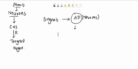 the-refractory-period-allows-an-action-potential-to-move-in-one-direction-in-a-neuron-and-is-due-to-voltage-gated-na-channels-being-briefly-inactivated-and-not-opening-regardless-of-membrane-13204