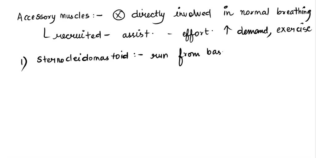 Describe the accessory muscles of the respiratory system and how they ...