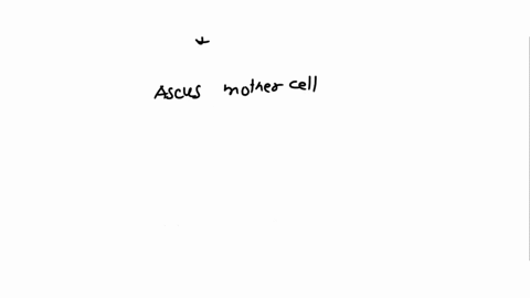 the-fruiting-body-of-a-sac-fungus-ascomycota-is-known-as-the-_______-within-this-structure-sexual-reproduction-occurs-in-the-____-which-contain-_____-that-are-produced-by-______-group-of-ans-43634