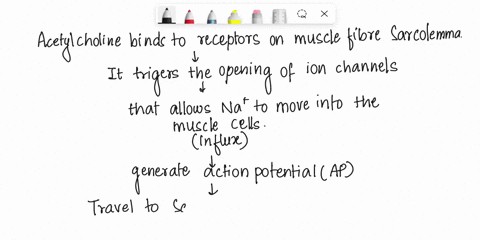 the-binding-of-acetylcholine-to-receptors-on-the-muscle-fiber-sarcolemma-results-in-which-of-the-following-events-calcium-binding-to-tropomyosin-sodium-movement-into-the-muscle-cell-both-of-31417