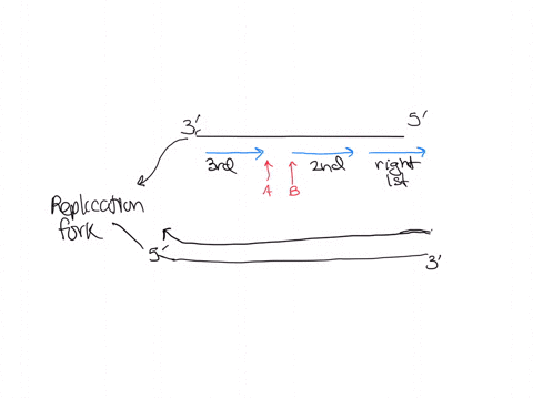 04-in-the-following-drawing-the-top-strand-is-the-dna-template-and-the-bottom-strand-shows-the-lagging-strand-prior-to-the-action-of-dna-polymerase-the-lagging-strand-contains-three-okazaki-37695
