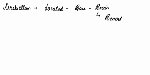 Create a concept map to organize the parts of the brain...