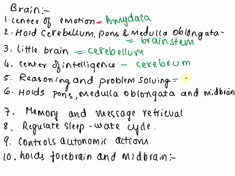 column-b-a-amygdala-b-brain-stem-c-cerebellum-column-a-1-center-of-emotion-2-relays-sensory-and-motor-signals-3-little-brain-4-for-motor-and-sensory-analysis-5-connects-the-forebrain-and-mid-30253