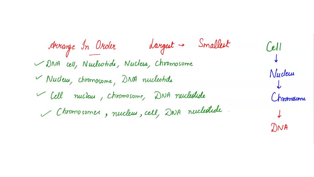 SOLVED: Question 13 (4 points) Saved Put the following in order to ...