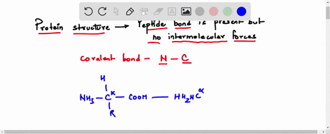 which-level-of-protein-structure-contains-covalent-bonds-between-and-n-atoms-called-peptide-bonds-but-no-intermolecular-forces-primary-structure-secondary-structure-tertiary-structure-quater-64848