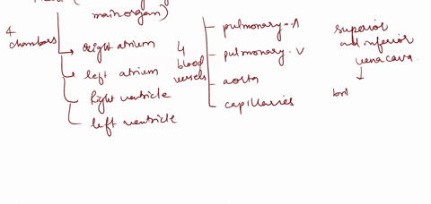 q1-a-list-the-chambers-and-valves-of-the-heart-in-order-as-ablood-cell-makes-its-way-from-the-superior-vena-cava-to-right-subclavian-artery-explan-the-terms-incompetence-and-stenosis-as-appl-44124