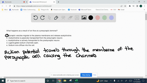 what-happens-as-a-result-of-ion-flow-at-a-presynaptic-terminal-synaptic-vesicles-migrate-to-the-plasma-membrane-and-release-acetylcholine-acetylcholine-is-passively-transported-from-the-pres-75582
