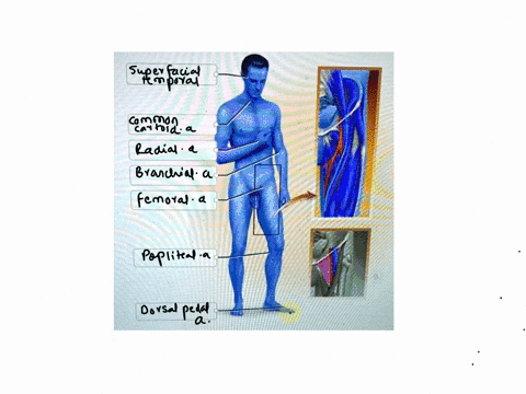 correctly-label-the-following-pulse-points-dorsal-pedal-a-es-radial-a-brachial-a-popliteal-a-common-carotid-a-femoral-a-superficial-temporal-a-58934