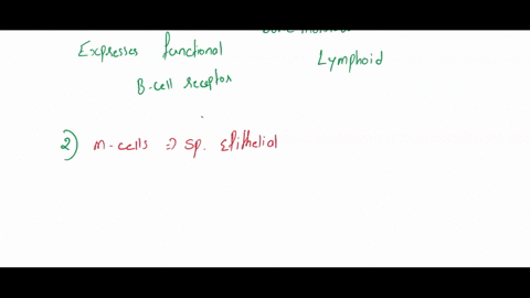 marrow-and-mature-in-lymphoid-b-lymphocytes-arise-from-stem-cells-in-te-bori-mature-immunocompetent-b-organs-what-stage-in-b-cell-differentiation-defines-datj-f-jl-_-lymphocyte-titeat-29jn5i-25904