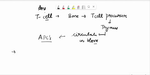 23-how-are-t-lymphocytes-activated-a-release-of-histamine-during-the-inflammatory-process-triggers-their-activation-b-contact-with-exposed-collagen-activates-helper-t-cells-c-through-direct-98582