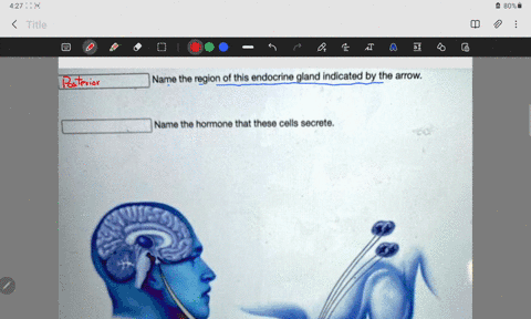 name-the-region-of-this-endocrine-gland-indicated-by-the-arrow-name-the-hormone-that-these-cells-secrete-09016