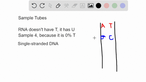 suppose-that-a-hapless-graduate-student-has-forgotten-to-label-four-different-sample-tubes-that-contained-thermophilic-archaea-bacteria-singlestranded-dna-viruses-and-doublestranded-rna-viru-38039
