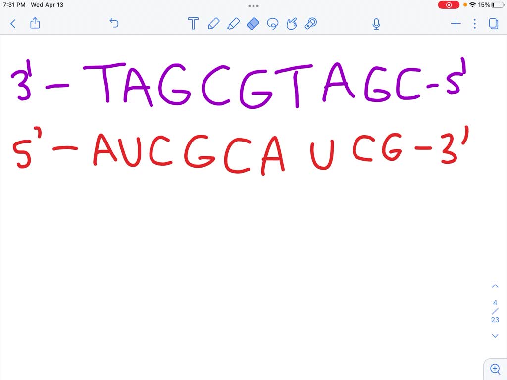 SOLVED The figure below is showing elongation step of translation
