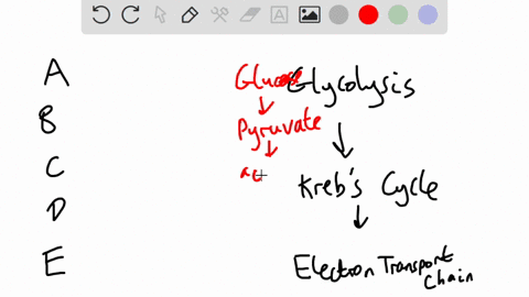 select-the-correct-answer-which-product-does-the-krebs-cycle-require-from-the-electron-transport-chain-a-atp-b-coa-c-nad-d-nadh-e-pyruvate-31637