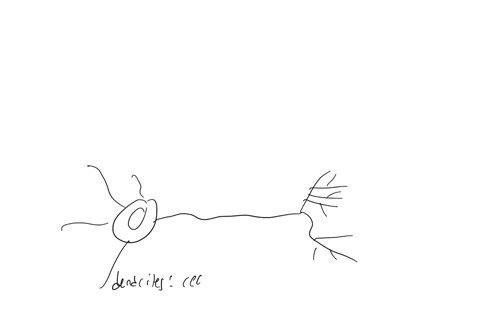 information-in-a-neuron-flows-from-the-terminal-buttons-to-the-dendrites-the-terminal-buttons-to-the-axon-the-cell-body-to-the-dendrites-the-dendrites-to-the-terminal-buttons