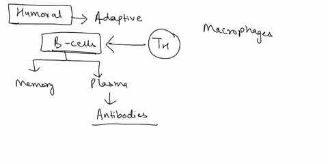 describe-humoral-immunity-and-cell-mediated-immunityinclude-in-your-answer-the-types-of-immune-cells-involvedin-each-the-location-of-antibodies-and-receptors-that-bindforeign-antigens-the-me-20899