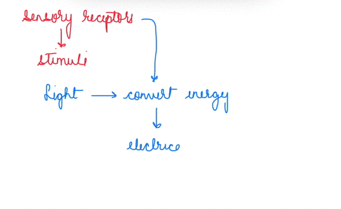 which-of-the-following-is-not-true-of-a-sensory-receptor-a-detects-a-stimulus-in-the-environment-b-3-10567
