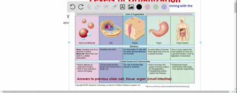 what-is-the-body-organisation-of-complex-organisms-33214