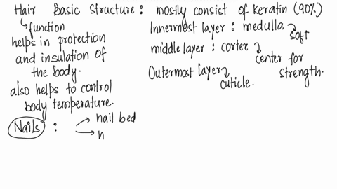 describe-the-basic-structure-and-function-of-epidermal-derivatives-such-as-hair-nails-sweat-sebaceous-and-ceruminous-glands-90284