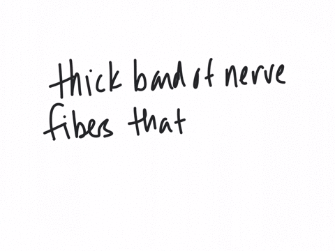 13-what-is-the-thick-band-of-nerve-fibers-that-connects-the-two-cerebral-hemispheres-a-corpus-callosum-b-medulla-oblongata-c-pons-d-hippocampus-e-none-of-the-above