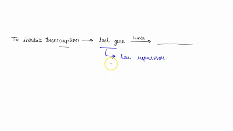 to-inhibit-the-transcription-of-operon-genes-the-lacl-gene-product-binds-to-the-inducer-the-promoter-the-operator-the-lacz-gene-the-repressor-dna-mutation-resulting-in-lack-of-function-in-wh-20928
