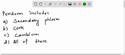 the-periderm-includes-a-secondary-phloem-b-cork-c-cambium-d-all-of-these-50254