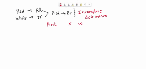 in-some-plants-when-red-flowering-plants-and-white-flowering-plants-are-crossed-all-of-the-offspring-are-pink-draw-a-cross-between-a-pink-flowering-plant-and-a-white-flowering-plant-give-the-15493