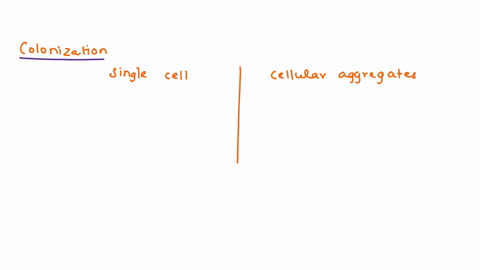 one-of-the-earliest-assays-for-hematopoietic-stem-cells-made-use-of-their-ability-to-form-colonies-i-05384