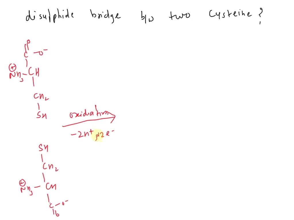 SOLVED Draw a disulfide bridge between two cysteines in a polypeptide