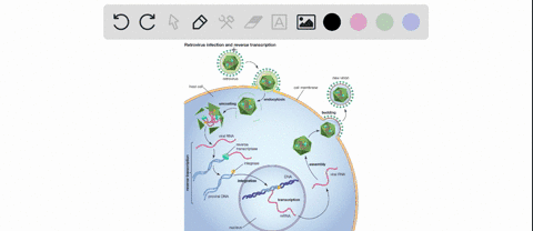 both-the-human-immunodeficiency-hiv-and-influenza-virus-are-rna-viruses-most-otherwise-healthy-people-will-recover-from-an-influenza-infection-in-3-7-days-hiv-on-the-other-hand-is-a-lifelong-78558