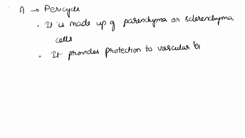 name-the-structure-indicated-by-a-and-the-black-arrow-it-is-first-layer-of-cells-inside-the-red-layer-of-cells-name-the-structure-indicated-by-b-and-the-black-bracket-name-the-specific-cell-29748