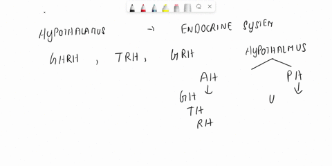 releasing-and-inhibiting-hormones-are-secreted-by-group-of-answer-choices-aanterior-pituitary-bposterior-pituitary-cadrenal-cortex-dhypothalamus-the-neurohormone-which-decreases-urination-to-35193