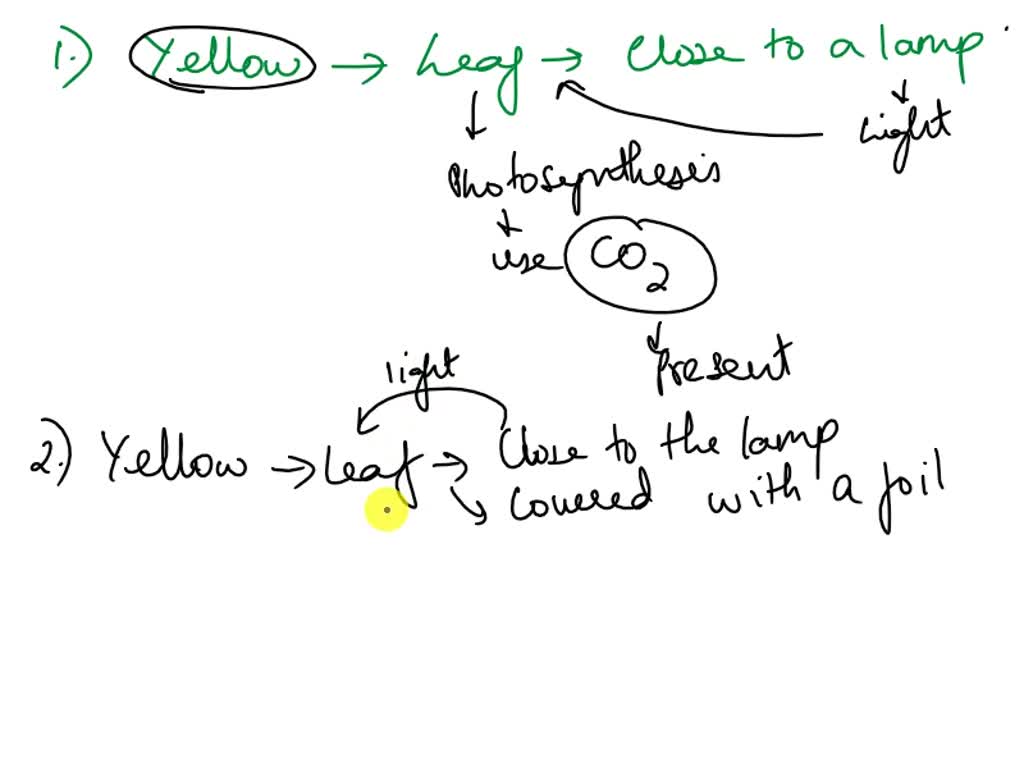 SOLVED Carbon dioxide is released during cellular respiration Carbon