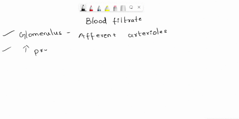 blood-filtrate-is-captured-in-the-lumen-of-the-________-a-glomerulus-b-bowmans-capsule-c-calyces-d-r-77198