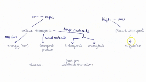 draw-concept-map-of-the-cell-membrane_-incl-ude-fluid-mosaic-model-role-of-proteins_-permeability-how-things-can-cross-the-membrane-draw-concept-map-to-describe-how-cholesterol-travels-from-92956