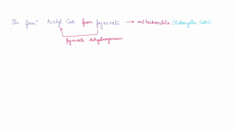 please-explain-why-acetyl-coa-cannot-be-used-as-a-precursor-for-glucose-synthesis-in-animals-82529