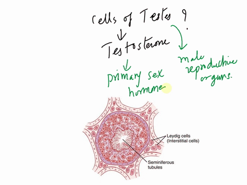 the-cells-the-testis-that-produce-male-sex-hormones-are-called-61186