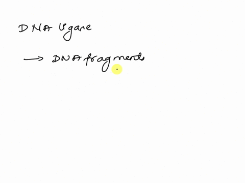 which-of-the-following-is-not-3-product-of-transcription-none-f-these-irna-anew-strand-ol-dna-mrna-irna-question-22-02-pts-an-enzyme-that-copies-dna-to-make-a-molecule-of-rna-is-rustriction-81401