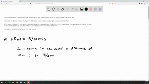 the-action-potential-on-a-motor-neuron-lasts-about-15-ms-a-large-motor-neuron-conducts-the-action-potential-at-about-100-ms-a-calculate-the-distance-between-the-beginning-of-the-action-potential-and-i