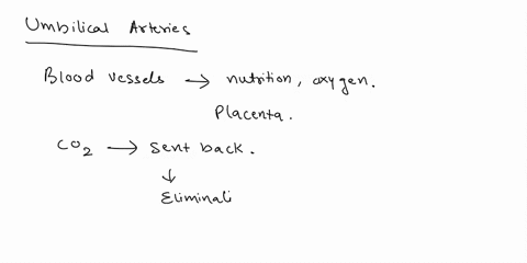 question-37-the-umbilical-arteries-carry-0-food-and-co2-to-the-fetus-0-oxygen-and-food-to-the-fetus-waste-products-to-the-placenta-from-thc-fetus-oxygen-and-waste-to-the-placenta-from-the-fe-38538