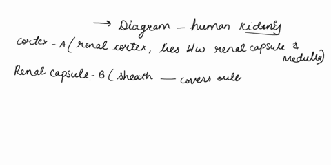 identify-the-letter-that-shows-the-following-in-the-diagram-from-the-dropdown-choices-below-cortex-choose-renatcapsule-choose-calyx-choose-connects-the-kidney-to-the-bladder-choose-renal-art-93528