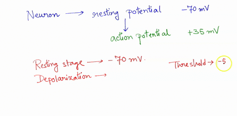 please-outline-the-process-of-action-potentials-in-neurons-starting-with-what-causes-the-initial-depolarization-whats-happening-to-voltage-gated-na-and-k-at-each-phase-of-the-action-potentia-49494
