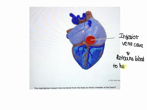 i-want-the-answer-palmodelscardiovascular-system-heartlab-practicalquestion-6-the-highlighted-vessel-returns-blood-from-the-body-to-which-chamber-of-the-heart-inferior-vena-cava-submit-previ-16532