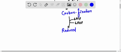 question-12-the-calvin-cycle-is-a-series-of-reactions-that-produce-oxygen-gas-convert-light-energy-to-chemical-energy-assemble-sugar-molecules-by-fixing-carbon-all-of-the-above-produce-nadph-88907