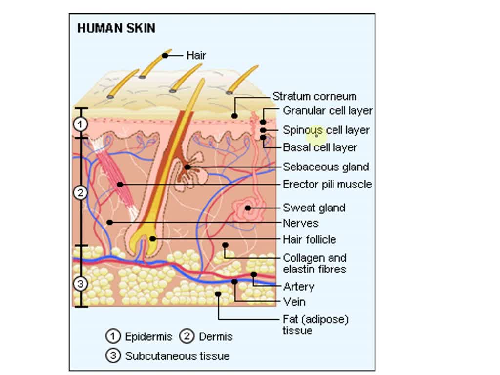 SOLVED: pictorial identification of the structures of the skin and ...