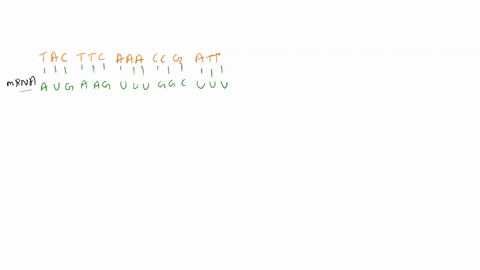 tacttcaaaccgatt-write-the-mrna-strand-that-would-be-synthesized-from-this-dna-strand-tac-ttc-aaa-ccg-att-dna-template-strand-using-the-provided-codon-table-what-the-amino-acid-sequence-would-68194