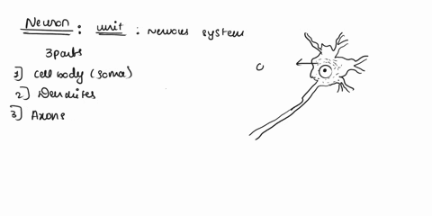 describe-the-difference-between-the-cns-and-the-pns-include-in-your-explanation-the-anatomical-components-of-each-as-well-as-the-functional-divisions-for-the-pnsname-the-different-parts-of-a-91896