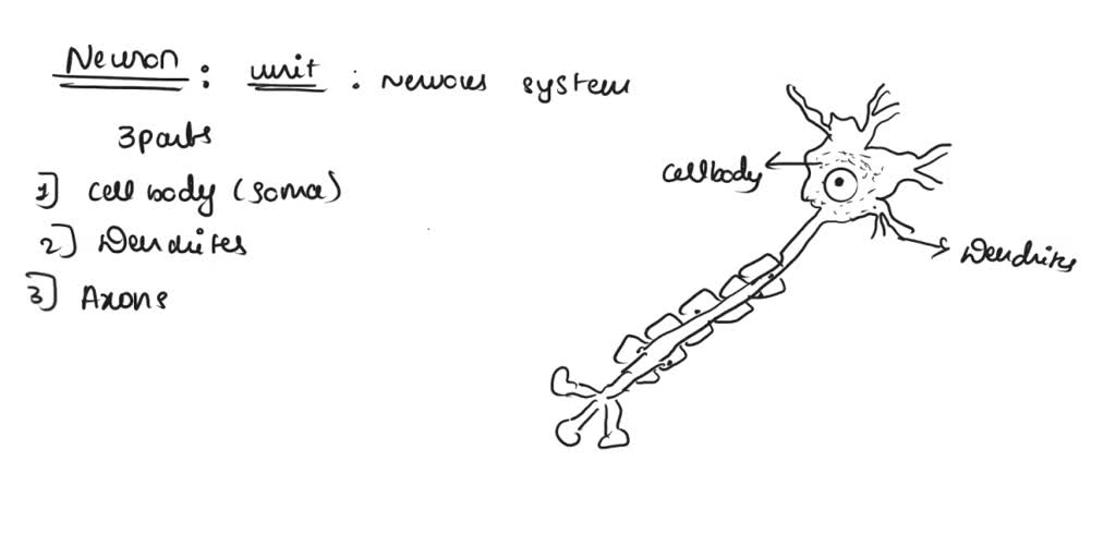 SOLVED: Describe the difference between the CNS and the PNS. Include in ... Biology Diagrams