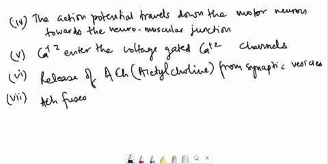 correctly-sequence-the-events-that-lead-to-the-contraction-of-skeletal-muscle-these-events-should-start-at-epsps-and-include-the-action-potential-in-an-alpha-motor-neuron-neuromuscular-junct-88494